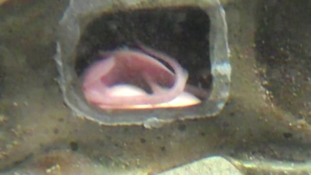 Baby skates in a mermaid's purse смотреть онлайн