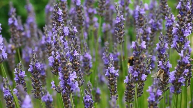 Бабочки и цветы 🦋 Удивительные пейзажи природы и лучшая расслабляющая музыка смотреть онлайн