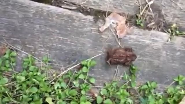 У нас летом лягушки на дачи!!!!! смотреть онлайн