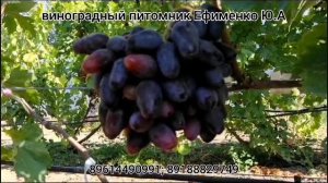 виноград Шериф