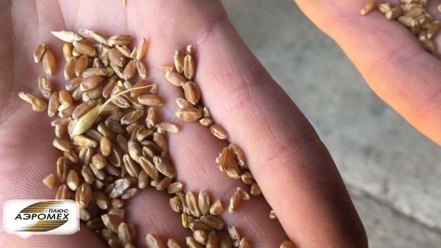 Вторичная очистка Пшеницы, отделение сорняка "Горчак" | Аэродинамический сепаратор САД смотреть онлайн