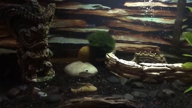 Pristella Tetras Feeding Time смотреть онлайн