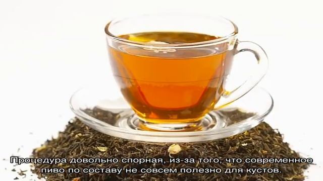 Какой водой поливать комнатные цветы смотреть онлайн