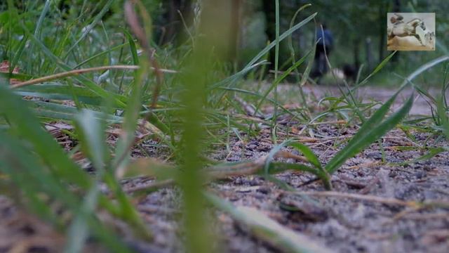 pit bull & bike VeLLa extreme dog смотреть онлайн