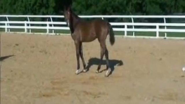 FLORESTAN filly, FIDELIA- смотреть онлайн