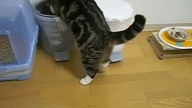 Самый известный кот Японии Мару смотреть онлайн