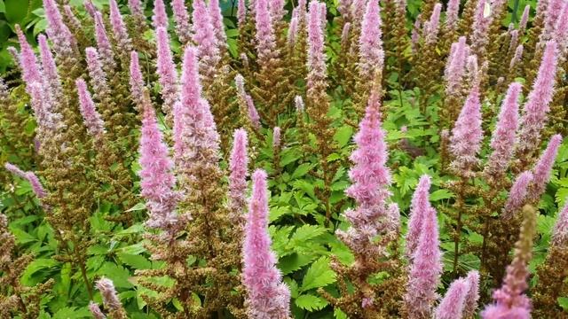 Astilbe chinensis - grow & care (False goat’s beard) смотреть онлайн