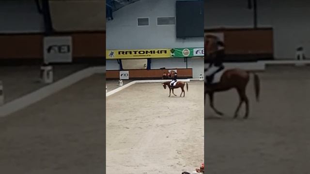 Залив CCI 2* Кубок РБ 14.02.19 смотреть онлайн