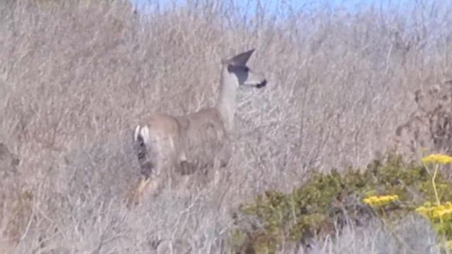 black tailed deer San Simeon State Park смотреть онлайн