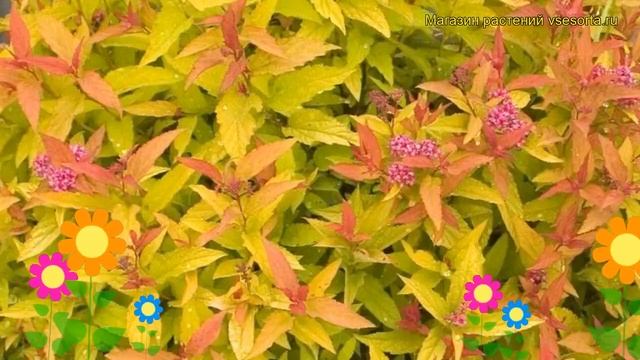 Спирея японская Дабл Плей Голд. Краткий обзор, описание spiraea japonica Double Play Gold смотреть онлайн