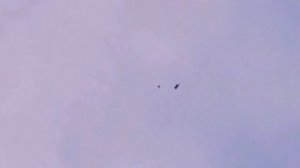 Сокол Сапсан и Голуби/Falcon Peregrine and Pigeons