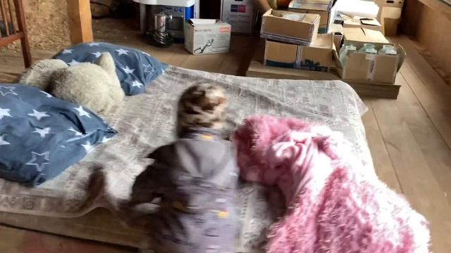 ВТОРОЙ ЭТАЖ !?/ЧТО ПОСАДИТЬ???/КАК БЫСТРО УБРАТЬСЯ В МАШИНЕ!?/10 мая 2020 г. смотреть онлайн