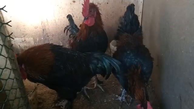 Продаем петухов маранов черно-медных смотреть онлайн