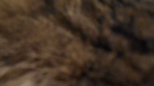 Не хочу ни с чем тебя делить! Кошка Ромашка урчит:) смотреть онлайн