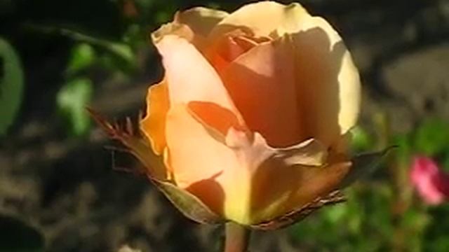 Троянда Примадонна смотреть онлайн