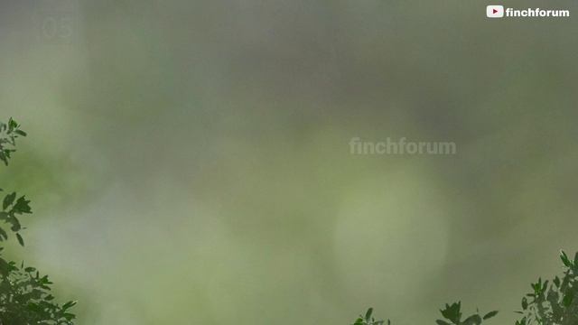 Top 10 Java finch Varieties | Java finch mutations | Types of Java rice sparrows смотреть онлайн