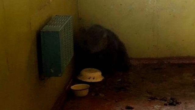 Медвежонка держали в заброшенном здании, а кормили только хлебом смотреть онлайн