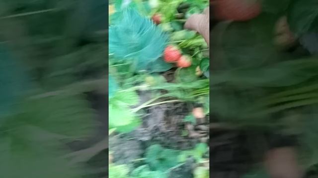 клубника Аллегро смотреть онлайн