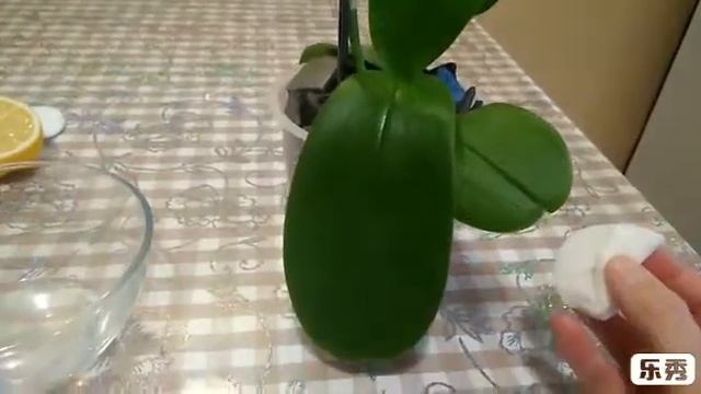 Орхидея в пенопласте. Эксперимент. Часть 2. Уход. Полив. Как смыть налёт на листьях орхидеи. смотреть онлайн