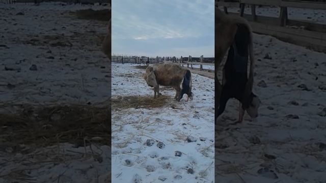 Корова родила стоя смотреть онлайн