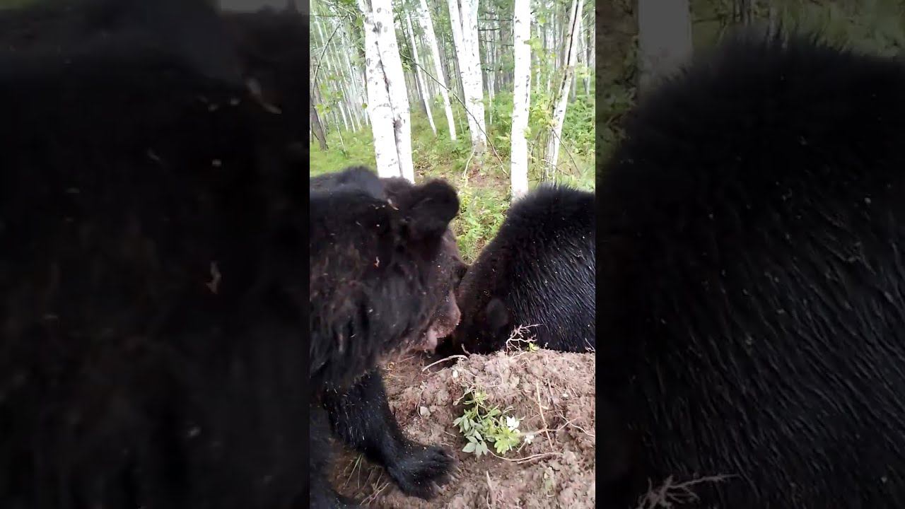 Скандальный медвежонок. смотреть онлайн