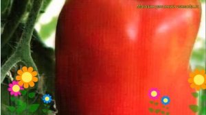 Томат обыкновенный Перцевидный розовый. Краткий обзор, описание характеристик, где купить семена