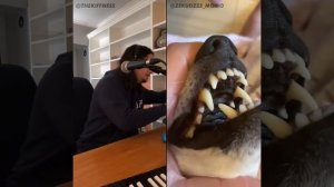 The Kiffness - Lalala Dog (Live Looping Singing Dog Song)