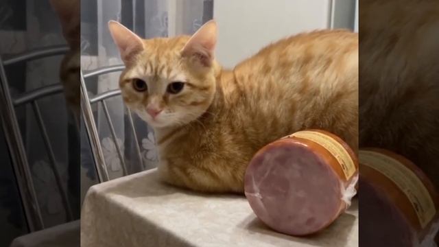 Кот и колбаса. У меня всё здесь под контролем. смотреть онлайн