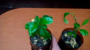 Сохнут листья у лимона.