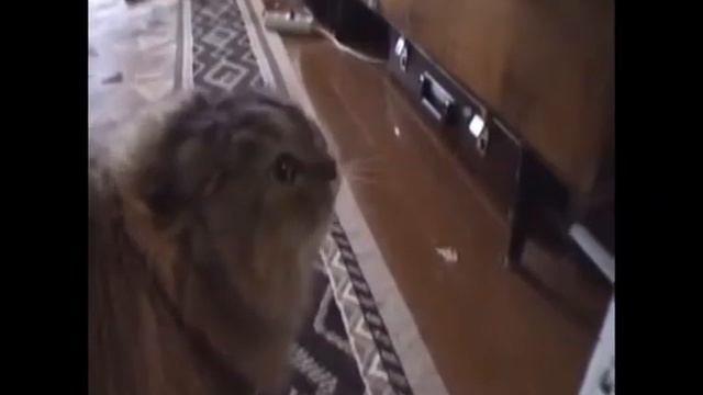 кот поет смотреть онлайн