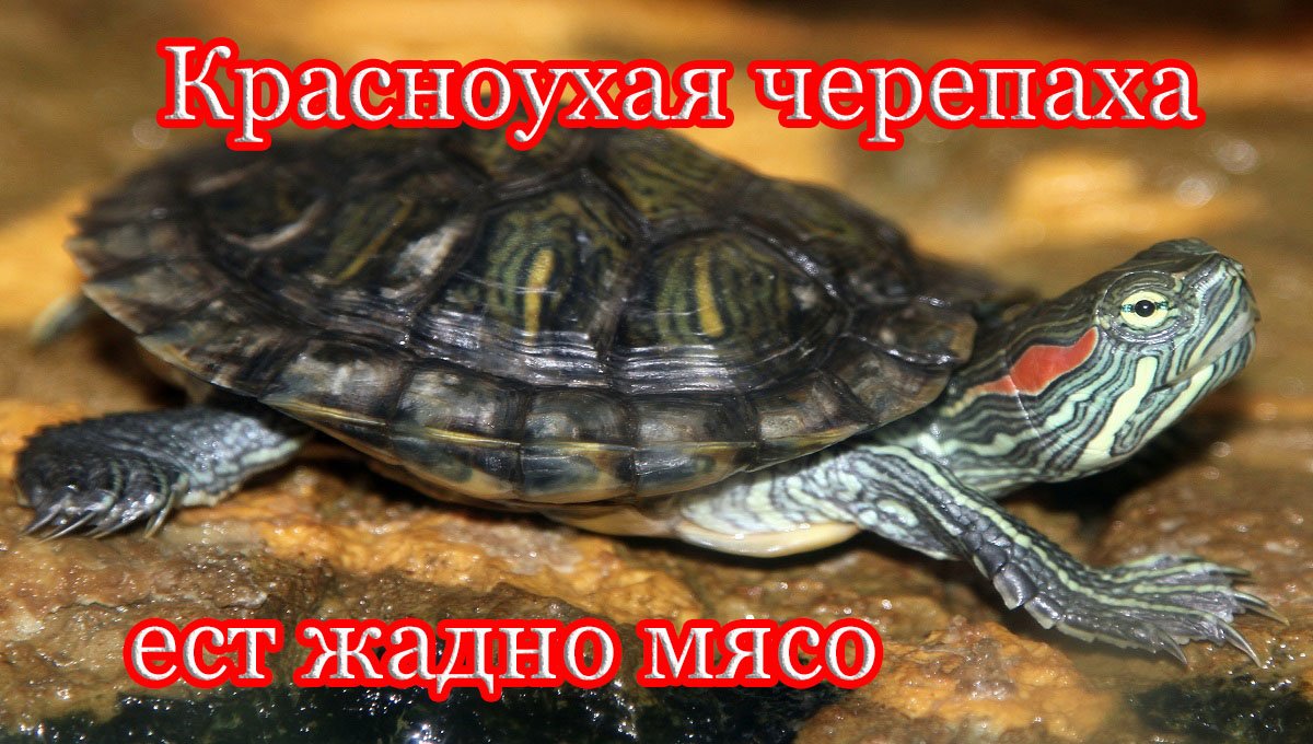 Чем кормить ЧЕРЕПАХУ? Кормление красноухой черепахи мясом.??? смотреть онлайн
