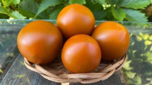 Томат Терра Котта Торберна. КАКОЙ ЖЕ ОН ВКУСНЫЙ!