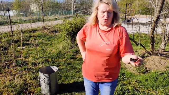 Посадка лука Эксибишн на даче. Открываем сезон ! смотреть онлайн