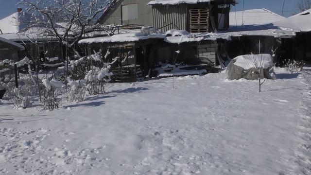 #PIGIONS #11.02.20. ГОЛУБИ, ТРЕНИРОВКА, СОКОЛ. DOVES, TRAINING, FALCON смотреть онлайн