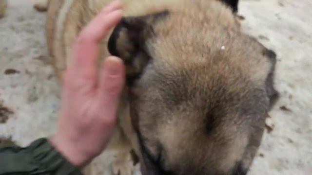 Лукас на выгуле смотреть онлайн