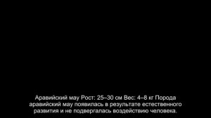 Самые большие кошки в мире – 10 домашних пород