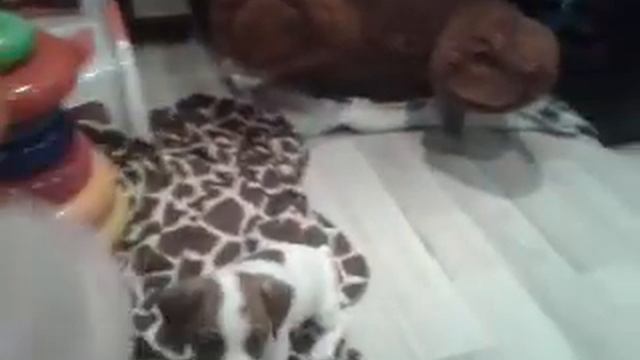 ДЖЕК РАССЕЛ ТЕРЬЕР)))) смотреть онлайн