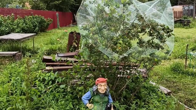 Спасаю урожай красной смородины! #саднадежды #краснаясмородина #смородина смотреть онлайн