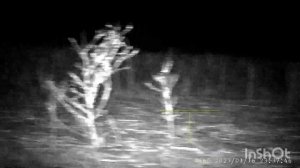 PARD NV008S-LRF.ЗАЄЦЬ.