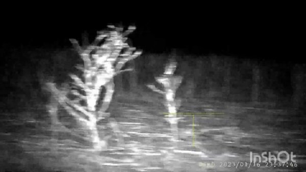 PARD NV008S-LRF.ЗАЄЦЬ.