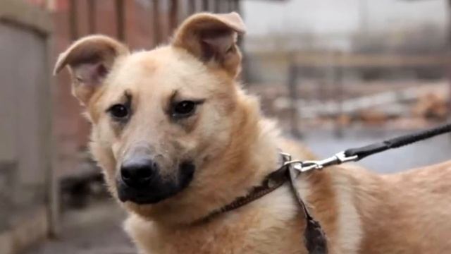 Сугроб был “домом” для пса. Он замёрз и едва не уснул навсегда! смотреть онлайн