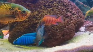 Лечение Астронотусов. 1 часть