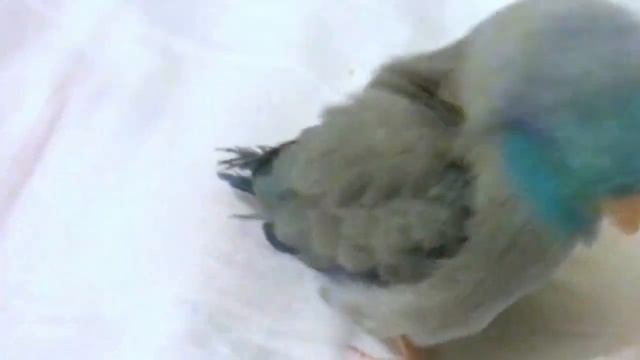 Dubstep Bird Original 5 Sec Video! Дабстеп Птицы! смотреть онлайн