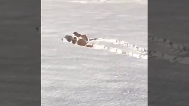 Собаки прыгают в снег смотреть онлайн