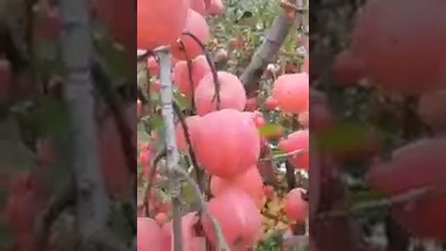 Жаннат мевалари рамазон кутлуг болсин смотреть онлайн
