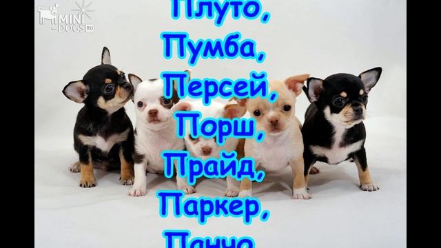 Как назвать щенка? Лучшие Имена для собак-мальчиков смотреть онлайн