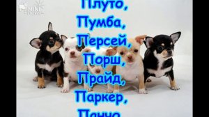 Как назвать щенка? Лучшие Имена для собак-мальчиков