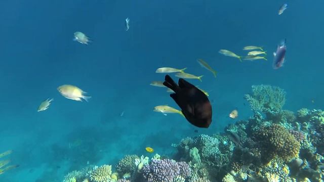 КРАСНОЕ МОРЕ ИНТЕРЕСНЫЕ ФАКТЫ| Подводная съемка, рыбы, кораллы в Хургаде смотреть онлайн