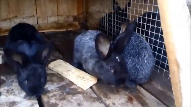 Новозеландские чёрные кролики проект не закрыт. Медленно но уверено начинаем размножаться. смотреть онлайн