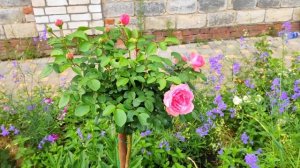 Мои ШТАМБОВЫЕ РОЗЫ / ЛЕОНАРДО ДА ВИНЧИ / РОЗА НА ШТАМБЕ РЕД ФЕЙРИ